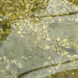 Butterfly Splitfin, photo 11