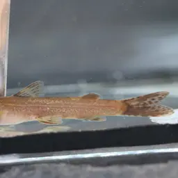 Mountain Barbel, photo 2