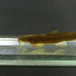 Mountain Barbel, photo 4