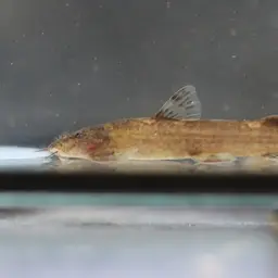 Mountain Barbel, photo 5