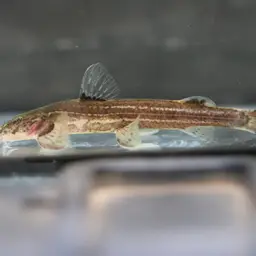 Mountain Barbel, photo 6