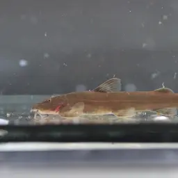 Mountain Barbel, photo 7