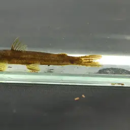 Mountain Barbel, photo 8