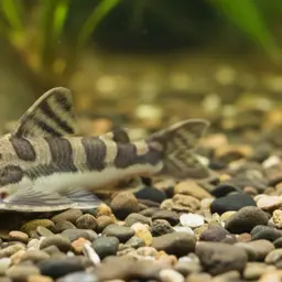 Mountain Barbel