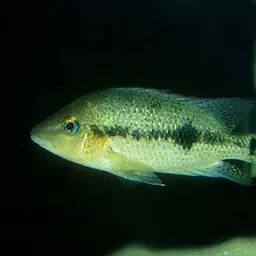 Redspot Cichlid