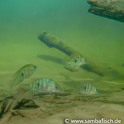 Redspot Cichlid, photo 2