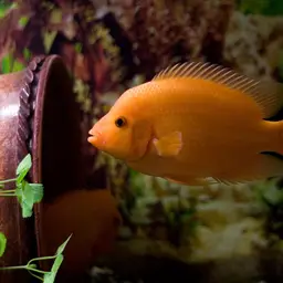 Midas Cichlid