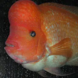 Midas Cichlid, photo 2