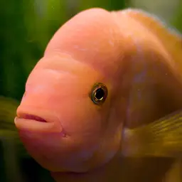 Midas Cichlid, photo 3