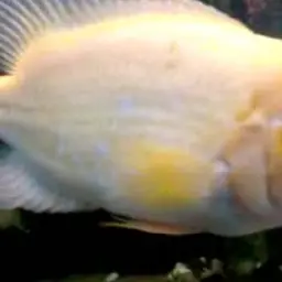Midas Cichlid, photo 4
