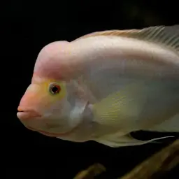 Midas Cichlid, photo 5