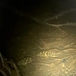 Midas Cichlid, photo 6
