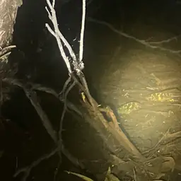 Midas Cichlid, photo 7
