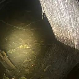 Midas Cichlid, photo 8