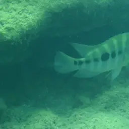 Flaveolus Cichlid