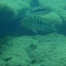 Flaveolus Cichlid, photo 2