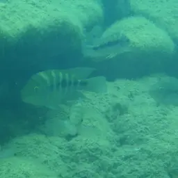 Flaveolus Cichlid, photo 3