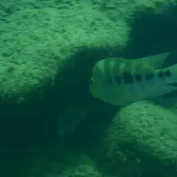 Flaveolus Cichlid, photo 4