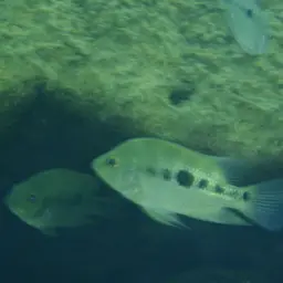 Flaveolus Cichlid, photo 5