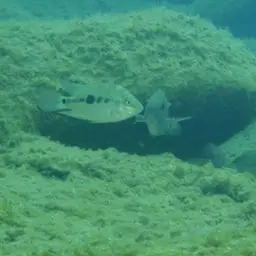 Flaveolus Cichlid, photo 6