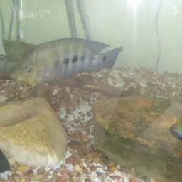 Flaveolus Cichlid, photo 7