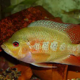 Lyon's Cichlid, photo 2
