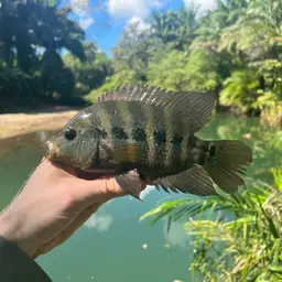 Lyon's Cichlid, photo 3
