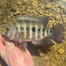 Lyon's Cichlid, photo 4