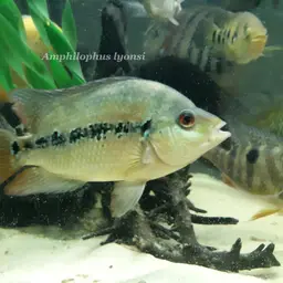 Lyon's Cichlid, photo 5
