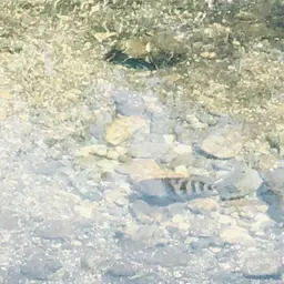 Astatheros macracanthus, photo 2