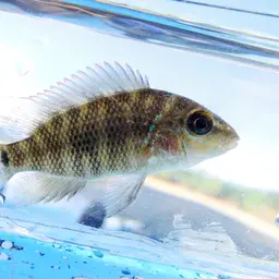 Bluemouth Cichlid