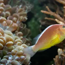 Skunk clownfish