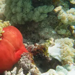 Skunk clownfish, photo 2