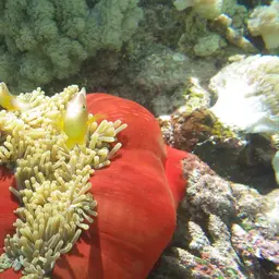 Skunk clownfish, photo 3