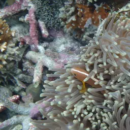 Skunk clownfish, photo 4