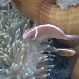 Skunk clownfish, photo 5