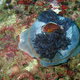 Skunk clownfish, photo 6