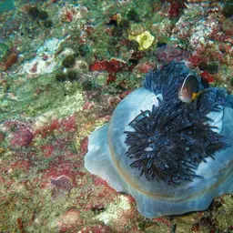 Skunk clownfish, photo 7