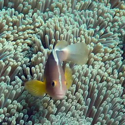 Skunk clownfish, photo 8