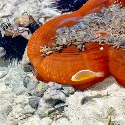 Skunk clownfish, photo 9