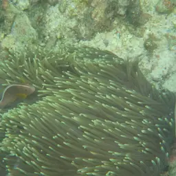 Skunk clownfish, photo 10