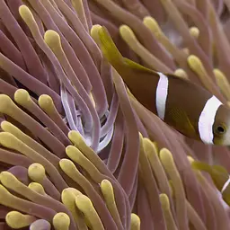 Chagos Anemonefish