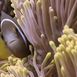 Chagos Anemonefish, photo 2