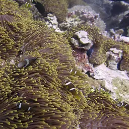 Chagos Anemonefish, photo 3