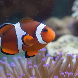 Chagos Anemonefish, photo 4