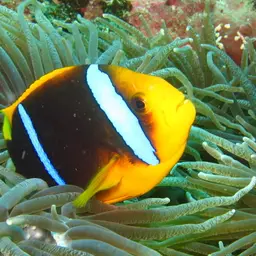 Orangefin Anemonefish