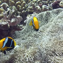 Orangefin Anemonefish, photo 2