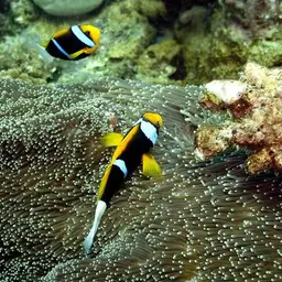 Orangefin Anemonefish, photo 3