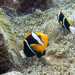 Orangefin Anemonefish, photo 4
