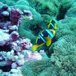 Orangefin Anemonefish, photo 5